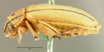 Media type: image;   Entomology 33900 Aspect: habitus lateral view